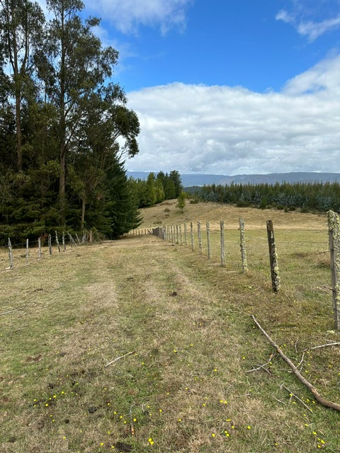 Campo en Los Guindos