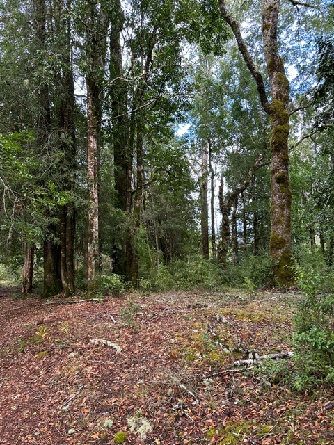 Campo en Los Guindos